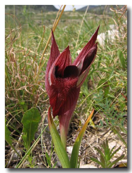 Serapias orientalis subsp. apulica, Serapias parviflora